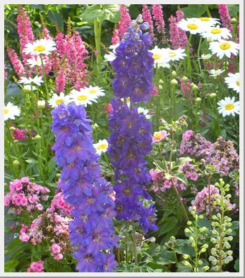 Designing a Stunning Garden with Magic Springs Mix Delphiniums as Focal Points